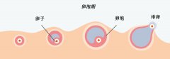 黄体期时间短的女性，怀孕几率会降低？