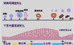 超声检测排卵中的子宫内膜指标