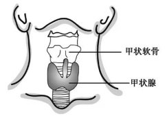 甲状腺功能与不孕的关系