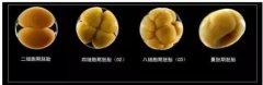 精子质量对胚胎发育的影响